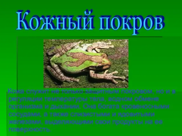 Кожа служит не только защитным покровом, но и в регуляции температуры