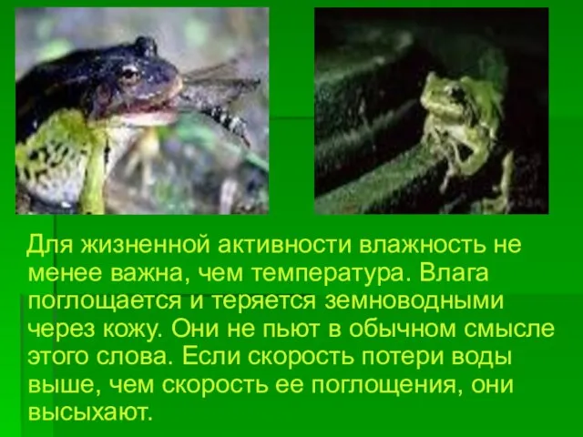 Для жизненной активности влажность не менее важна, чем температура. Влага поглощается