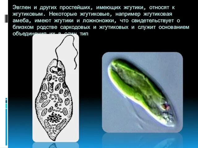 Эвглен и других простейших, имеющих жгутики, относят к жгутиковым. Некоторые жгутиковые,