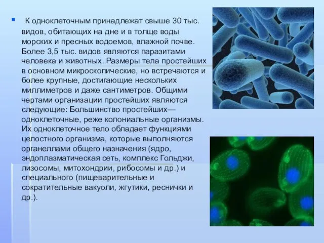 К одноклеточным принадлежат свыше 30 тыс. видов, обитающих на дне и