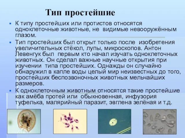 Тип простейшие К типу простейших или протистов относятся одноклеточные животные, не