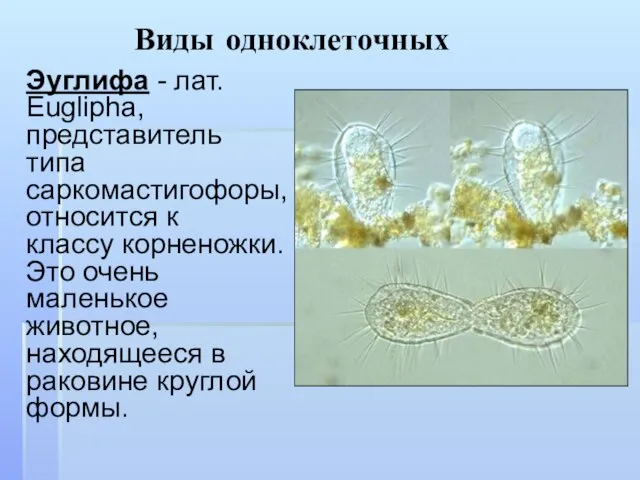 Виды одноклеточных Эуглифа - лат. Euglipha, представитель типа саркомастигофоры, относится к