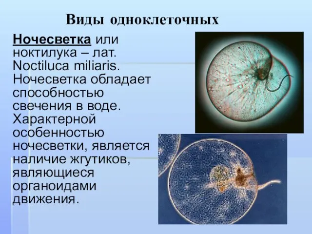 Виды одноклеточных Ночесветка или ноктилука – лат. Noctiluca miliaris. Ночесветка обладает