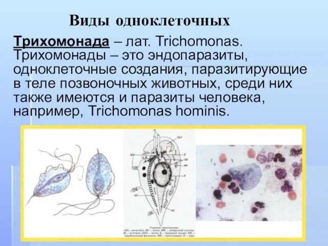 Виды одноклеточных Трихомонада – лат. Trichomonas. Трихомонады – это эндопаразиты, одноклеточные