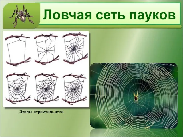 Ловчая сеть пауков Этапы строительства