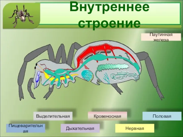 Внутреннее строение Выделительная Кровеносная Половая Нервная Дыхательная Пищеварительная Паутинная железа