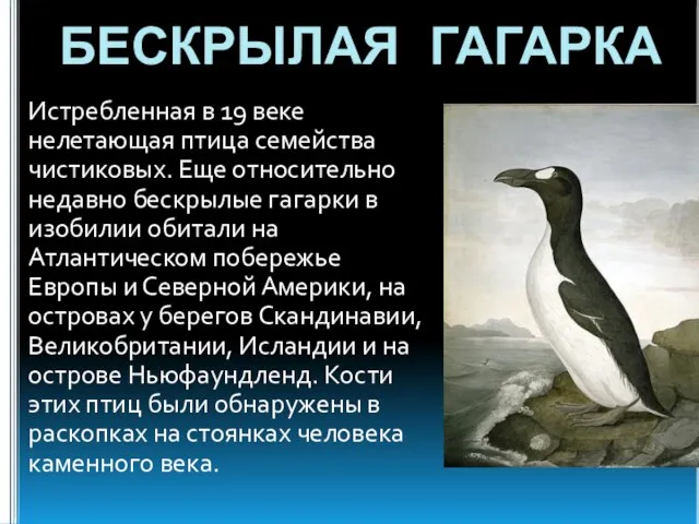 БЕСКРЫЛАЯ ГАГАРКА Истребленная в 19 веке нелетающая птица семейства чистиковых. Еще