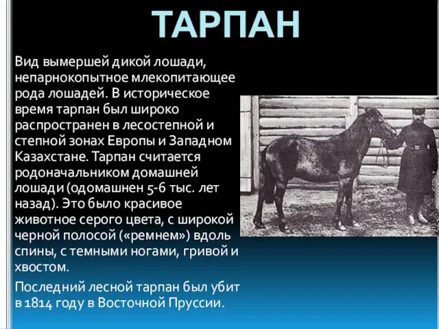 ТАРПАН Вид вымершей дикой лошади, непарнокопытное млекопитающее рода лошадей. В историческое