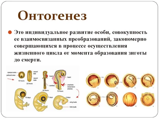 Онтогенез Это индивидуальное развитие особи, совокупность ее взаимосвязанных преобразований, закономерно совершающихся