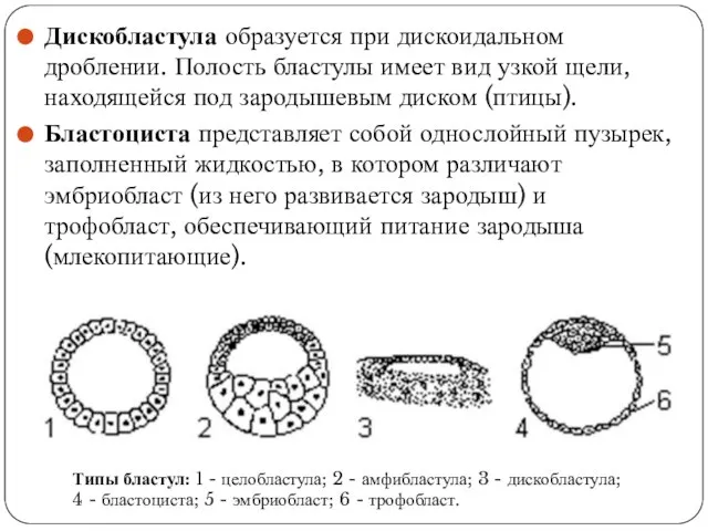 Дискобластула образуется при дискоидальном дроблении. Полость бластулы имеет вид узкой щели,