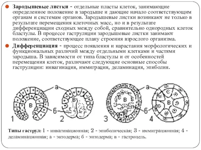 Зародышевые листки - отдельные пласты клеток, занимающие определенное положение в зародыше