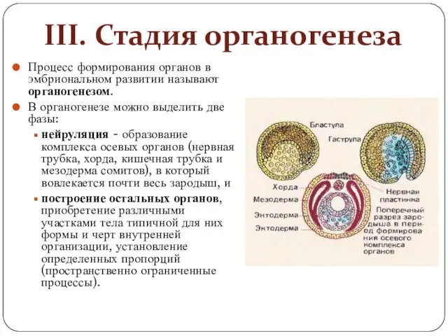 III. Стадия органогенеза Процесс формирования органов в эмбриональном развитии называют органогенезом.