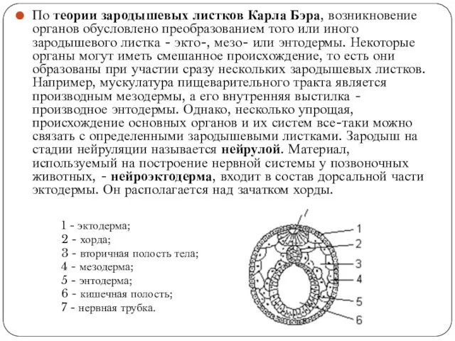 По теории зародышевых листков Карла Бэра, возникновение органов обусловлено преобразованием того