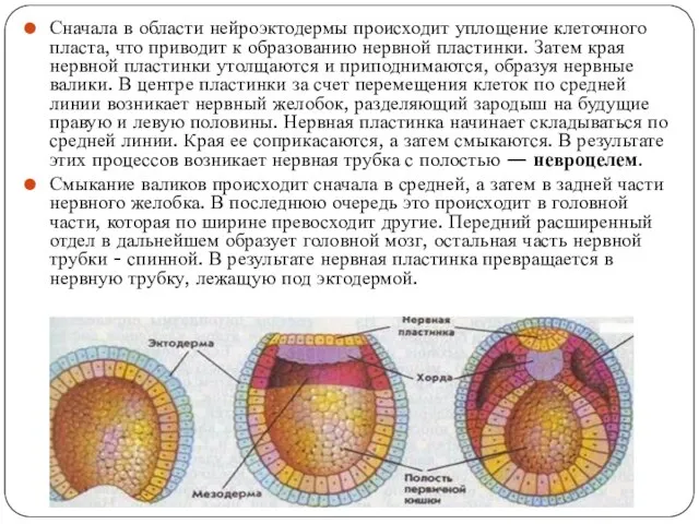 Сначала в области нейроэктодермы происходит уплощение клеточного пласта, что приводит к