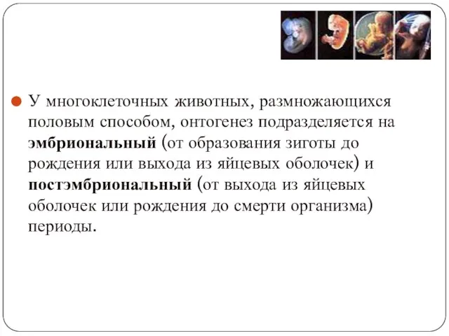 У многоклеточных животных, размножающихся половым способом, онтогенез подразделяется на эмбриональный (от