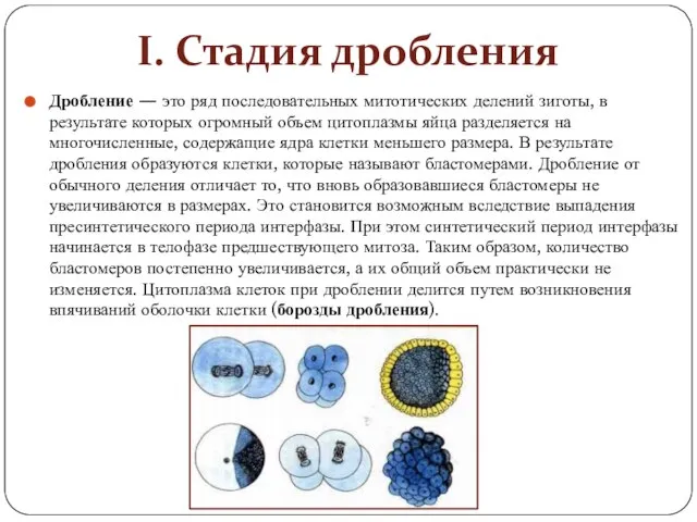 I. Стадия дробления Дробление — это ряд последовательных митотических делений зиготы,