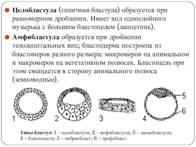 Целобластула (типичная бластула) образуется при равномерном дроблении. Имеет вид однослойного пузырька