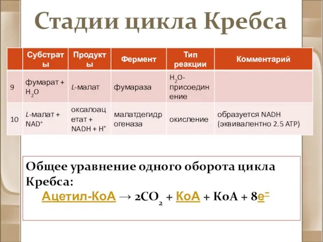 Стадии цикла Кребса Общее уравнение одного оборота цикла Кребса: Ацетил-КоА →