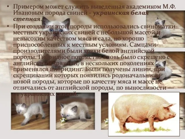 Примером может служить выведенная академиком М.Ф. Ивановым порода свиней - украинская