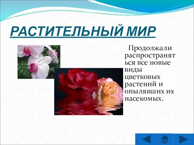 РАСТИТЕЛЬНЫЙ МИР Продолжали распространяться все новые виды цветковых растений и опылявших их насекомых.