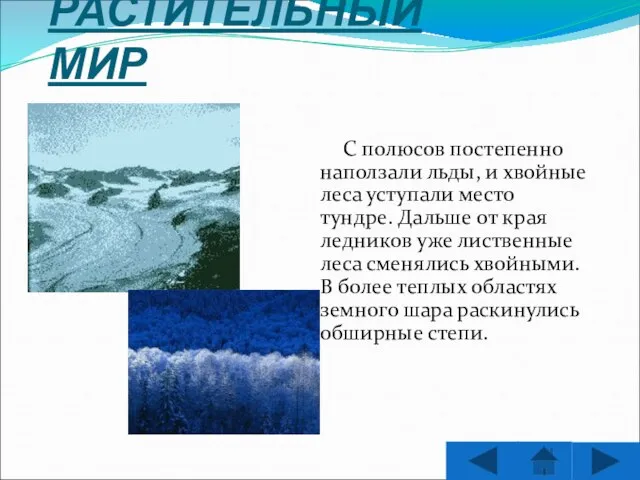 РАСТИТЕЛЬНЫЙ МИР С полюсов постепенно наползали льды, и хвойные леса уступали