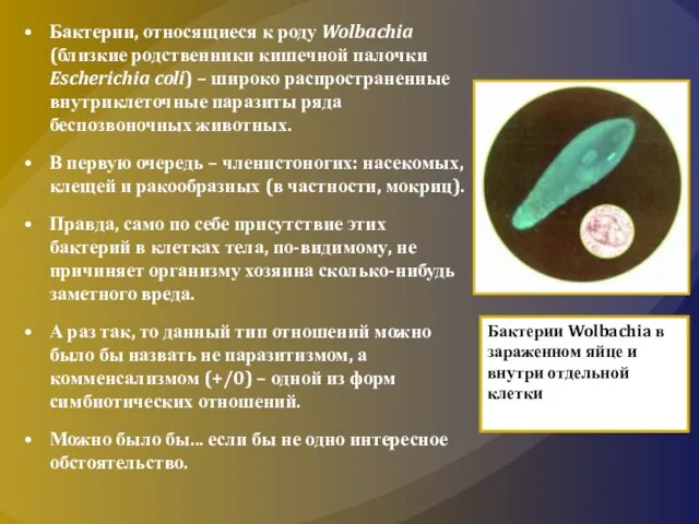 Бактерии, относящиеся к роду Wolbachia (близкие родственники кишечной палочки Escherichia coli)