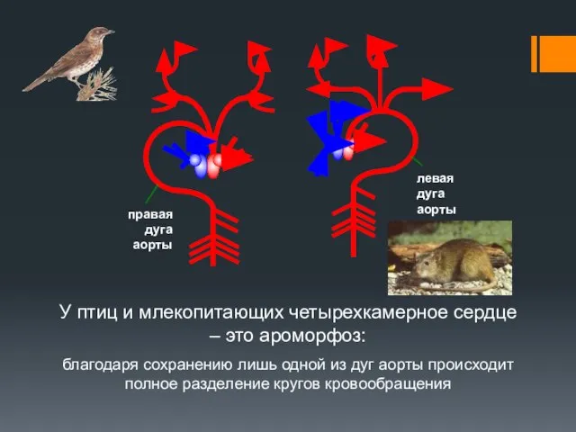 благодаря сохранению лишь одной из дуг аорты происходит полное разделение кругов