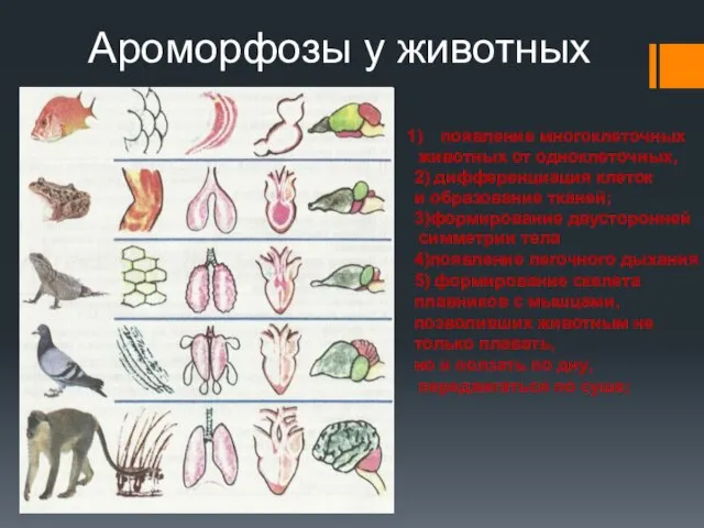 Ароморфозы у животных появление многоклеточных животных от одноклеточных, 2) дифференциация клеток