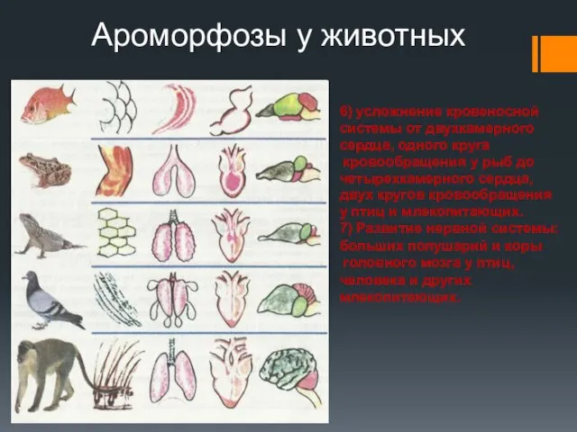 Ароморфозы у животных 6) усложнение кровеносной системы от двухкамерного сердца, одного