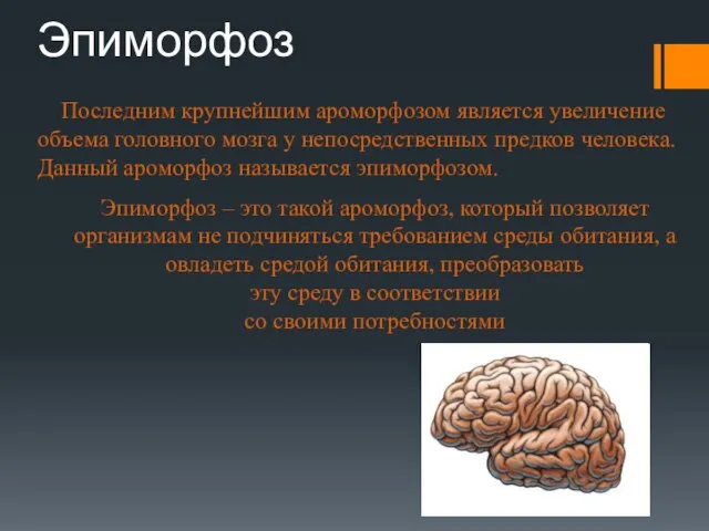 Эпиморфоз Последним крупнейшим ароморфозом является увеличение объема головного мозга у непосредственных