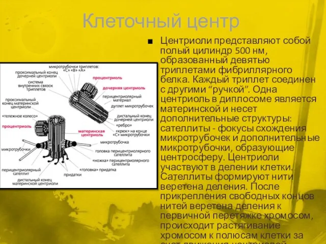 Клеточный центр Центриоли представляют собой полый цилиндр 500 нм, образованный девятью