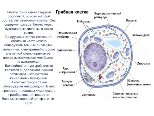 Клетка гриба одета твердой оболочкой, основу которой составляет клеточная стенка. Она