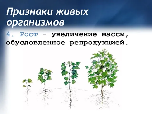 Признаки живых организмов 4. Рост - увеличение массы, обусловленное репродукцией.