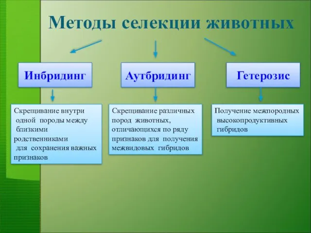 Методы селекции животных Инбридинг Аутбридинг Гетерозис Скрещивание внутри одной породы между