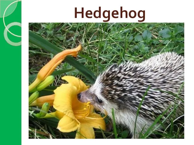 Hedgehog