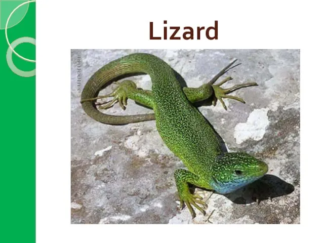 Lizard