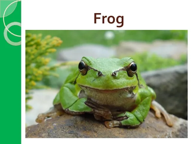 Frog