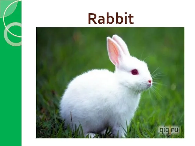 Rabbit