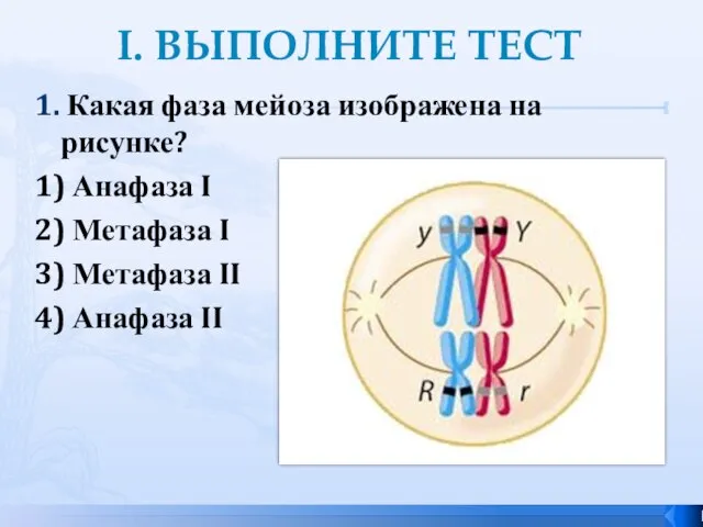 I. ВЫПОЛНИТЕ ТЕСТ 1. Какая фаза мейоза изображена на рисунке? 1)