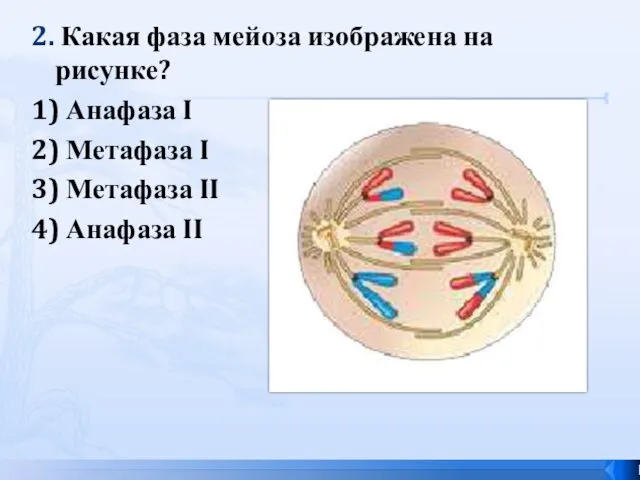 2. Какая фаза мейоза изображена на рисунке? 1) Анафаза I 2)