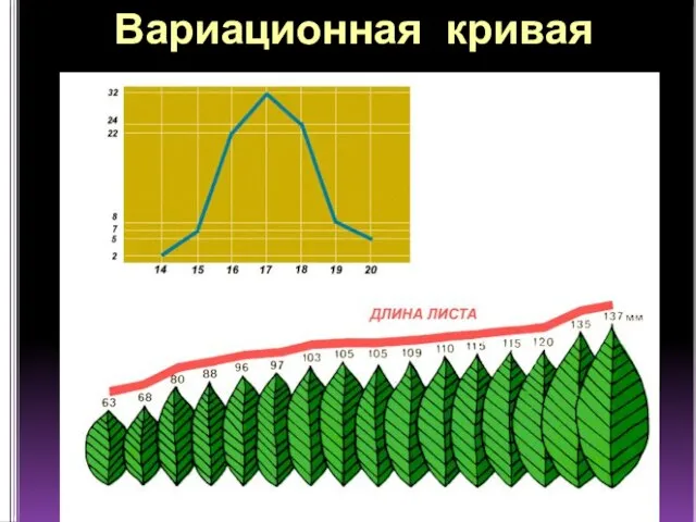 Вариационная кривая