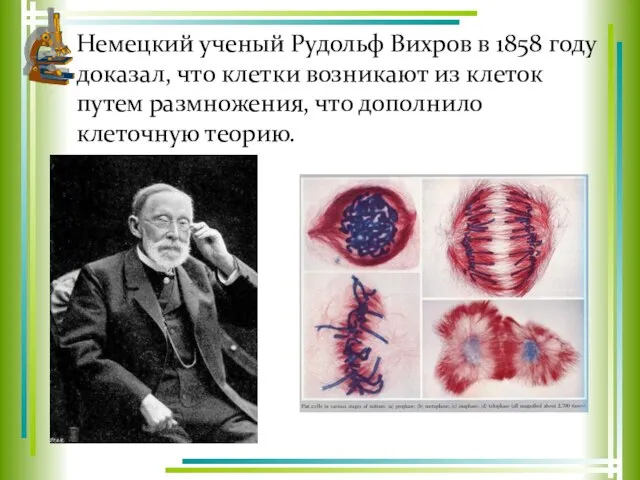 Немецкий ученый Рудольф Вихров в 1858 году доказал, что клетки возникают