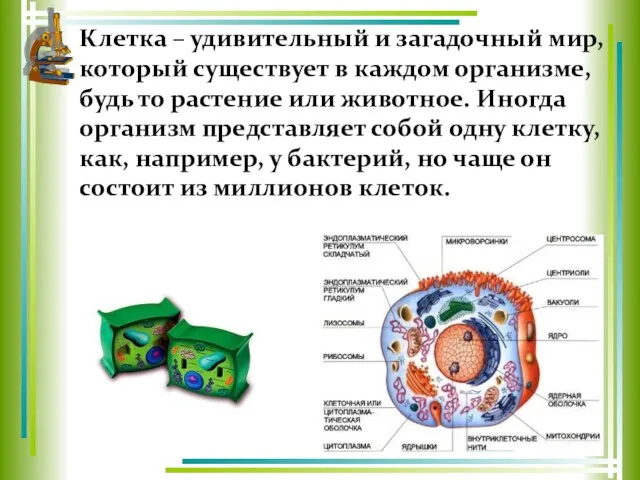 Клетка – удивительный и загадочный мир, который существует в каждом организме,