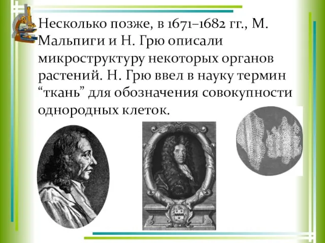 Несколько позже, в 1671–1682 гг., М. Мальпиги и Н. Грю описали