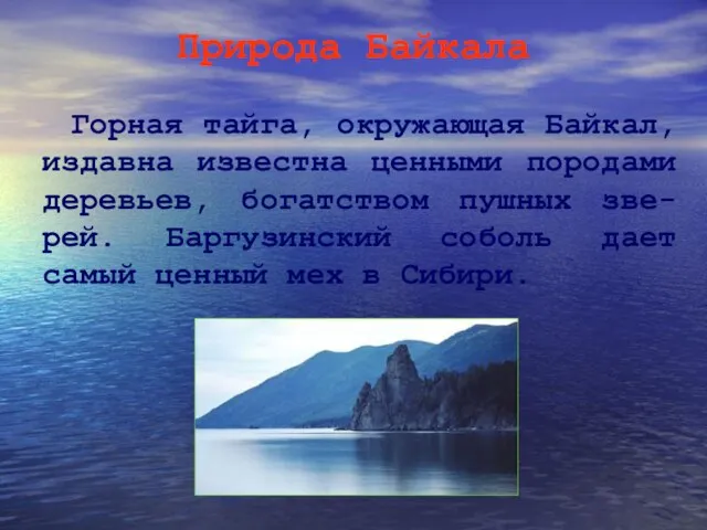 Природа Байкала Горная тайга, окружающая Байкал, издавна известна ценными породами деревьев,