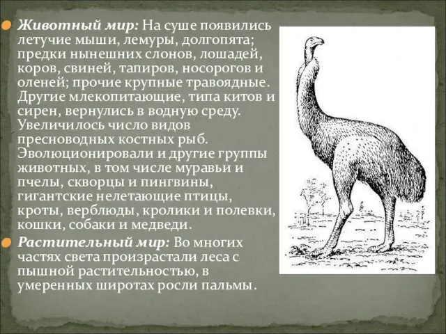 Животный мир: На суше появились летучие мыши, лемуры, долгопята; предки нынешних