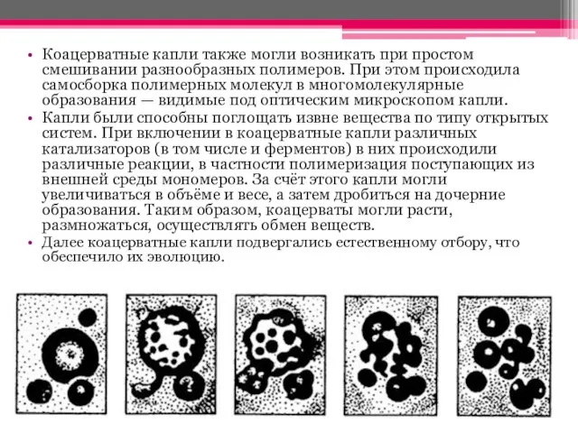 Коацерватные капли также могли возникать при простом смешивании разнообразных полимеров. При