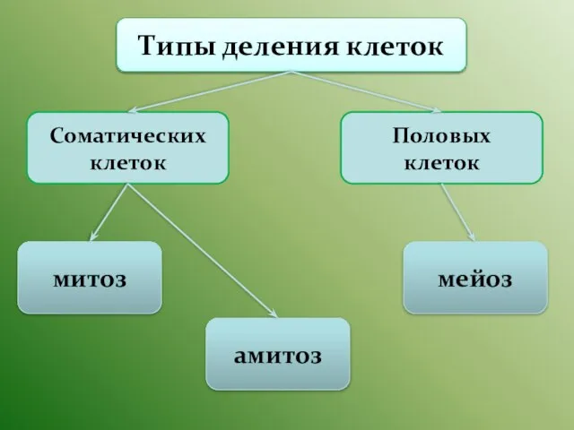 Типы деления клеток Соматических клеток Половых клеток митоз мейоз амитоз