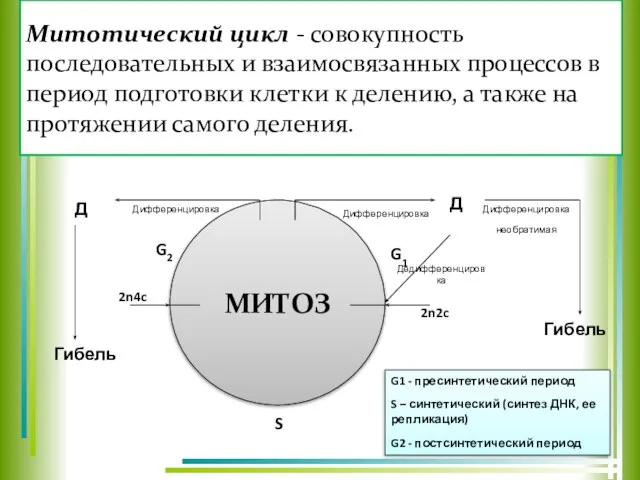 Митотический цикл - совокупность последовательных и взаимосвязанных процессов в период подготовки