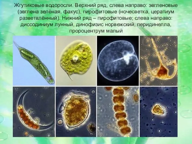 Жгутиковые водоросли. Верхний ряд, слева направо: эвгленовые (эвглена зелёная, факус), пирофитовые